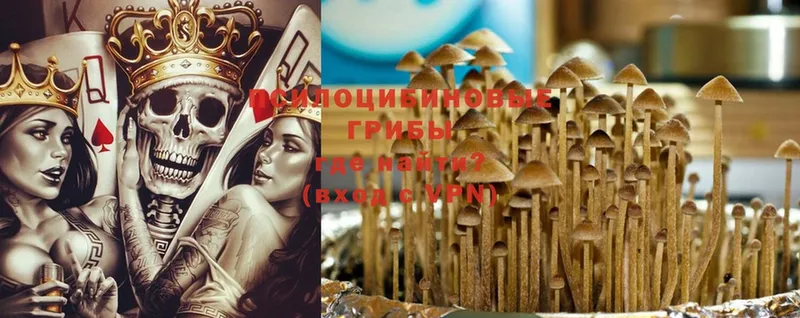 Галлюциногенные грибы Psilocybe  Приволжск 